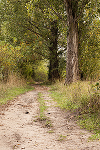 乌克兰 基辅     2020年10月3日 湖边森林中的步行道路远足季节国家小路木头树木公园环境农村风景橙子高清图片素材