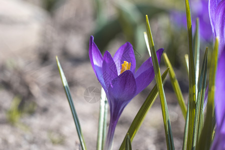 2021年春花园的藏红花鳄鱼紫丁香草地植物群野花宏观季节植物紫色生长花瓣背景图片