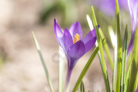 2021年春花园的藏红花鳄鱼紫色公园花园蓝色植物群野花植物宏观红花晴天背景图片