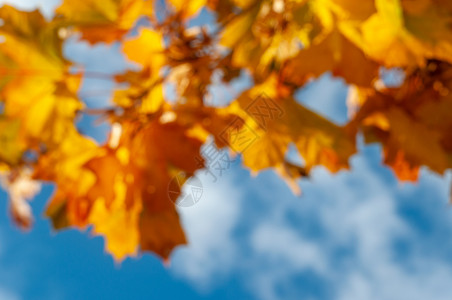 散景枫叶模糊的散景 五颜六色的秋天枫叶在树枝上 软特写照片背景
