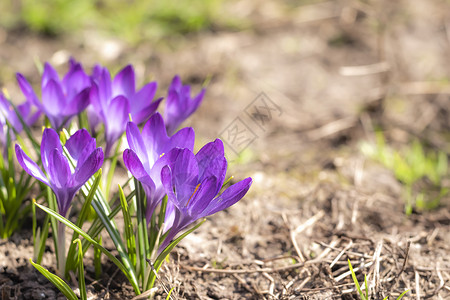 2021年春花园的藏红花鳄鱼草地植物野花晴天宏观花瓣红花植物群花园公园背景图片