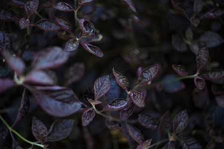 热带灌木紫叶公园叶子树叶花园衬套紫色背景图片