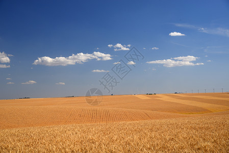 小麦农场蓝色农业生长天空爬坡产品植物金子黄色场地背景图片