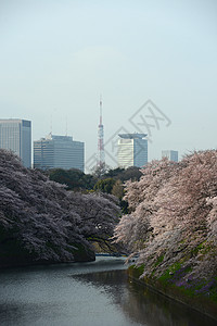 鸟谷公园樱花粉色旅行季节风景节日蓝色地标天空高清图片