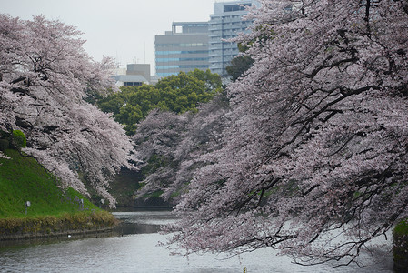 鸟谷旅行天空风景樱花季节蓝色节日粉色地标公园高清图片