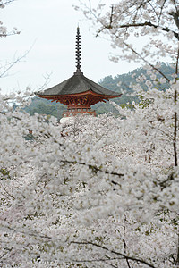 岛宝塔旅行神社寺庙地标宗教樱花神道旅游建筑学背景图片