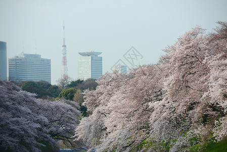 鸟谷樱花公园蓝色粉色节日天空季节地标风景旅行高清图片