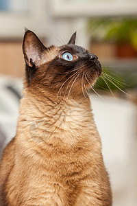 一只美丽的蓝眼睛的可爱西阿米斯养猫肖像黑色宠物小猫眼睛毛皮哺乳动物白色面具头发棕色背景