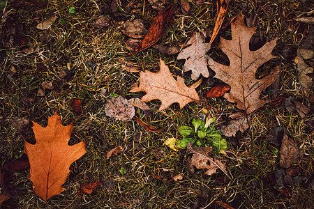 秋季 寒冷天气和秋季的地面干叶绿色公园黄色森林红色叶子橙子树叶季节植物寒冷的高清图片素材