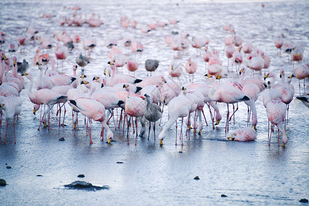 波利维亚的法拉明戈粉色荒野野生动物公园异国鸟类动物火烈鸟旅行情调背景图片