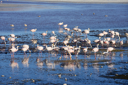 波利维亚的法拉明戈粉色火烈鸟沙漠情调动物野生动物荒野异国公园旅行背景图片
