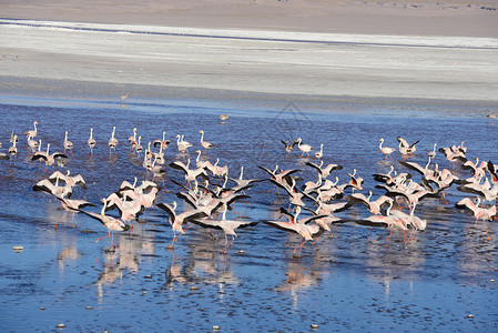 波利维亚的法拉明戈鸟类情调异国野生动物沙漠旅行公园荒野动物粉色背景图片