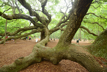 天使橡树公园植物木头绿色地标背景图片