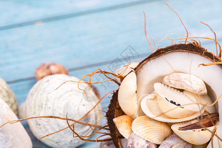 蓝色木质背景中的椰子和贝壳 将它们海洋化季节温暖热带旅行睡衣旅游食物椰子壳配件照片背景图片