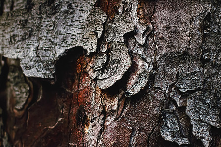 天然木树纹理作为木制背景环境和自然皮肤宏观植物材料奢华树干木头松树森林橡木背景图片