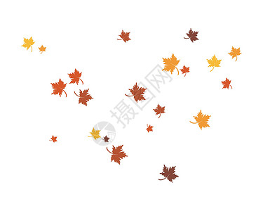 秋天的叶子矢量图金子植物棕色树叶橡木季节白色黄色森林飞行背景图片