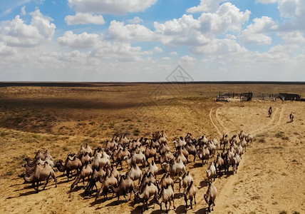 骆驼刺沙丘单峰骆驼高清图片