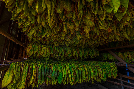 挂在干燥棚中的烟草叶烟叶水平农场高清图片