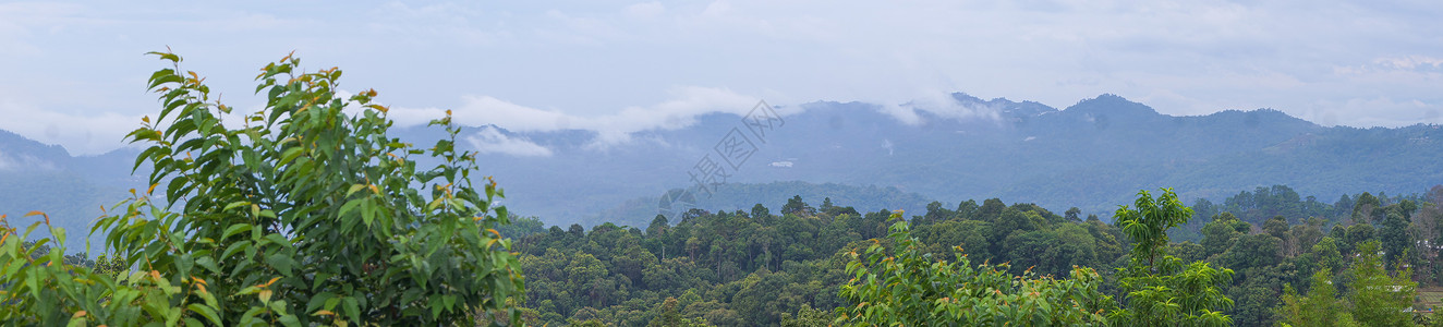 全景 绿林后面的山上雾雾自然场景环境天空野生动物森林风景生活阴霾植物背景图片