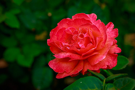 红玫瑰 全闪光花花朵水平园艺玫瑰背景图片