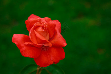 红玫瑰 全闪光花水平花朵玫瑰园艺背景图片