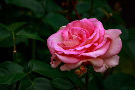 红玫瑰 全闪光花园艺花朵水平玫瑰背景图片