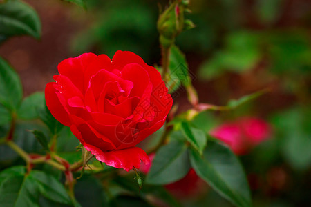 红玫瑰 全闪光花园艺花朵玫瑰水平背景图片