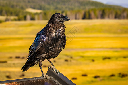 黄石公园的乌鸦脊椎动物鸟类水平背景图片