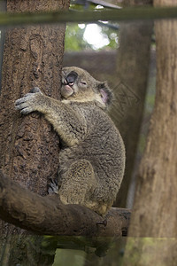 噬菌体长在树上睡觉的考拉熊 野兽桉树树干拥抱动物群动物树叶避难所哺乳动物荒野婴儿背景