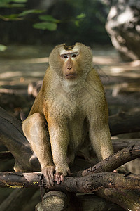 猪尾麦卡克猴子关于自然背景的图象 野生动物男性动物哺乳动物世界尾巴异国农场毛皮灵长类公园亚洲高清图片素材