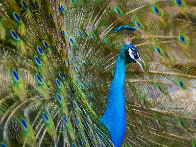 孔雀的图像显示 它美丽的羽毛 野生动物男性活力热带蓝色尾巴动物野鸡仪式脖子优雅背景图片