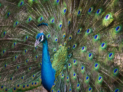 孔雀的图像显示 它美丽的羽毛 野生动物公鸡翅膀动物眼睛展示男性脖子展览蓝色吉祥物背景图片