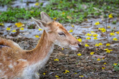 野生动物 自然背景上的鹿的图像毛皮国家荒野公园动物园水鹿鹿角羚羊食草哺乳动物国家的高清图片素材