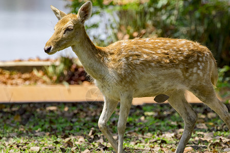 野生动物 自然背景上的鹿的图像丛林热带森林鹿角赤道食草公园哺乳动物国家男性食草动物高清图片素材