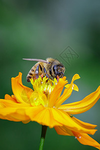 收集花粉金的春天高清图片
