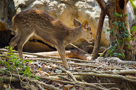 野生动物 自然背景上的鹿的图像森林热带食草哺乳动物羚羊荒野男性林地动物园国家亚洲高清图片素材