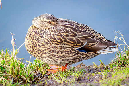 比弗女性马华达鸭鸭子水平脊椎动物野生动物草地动物鸟类野鸭水鸭背景