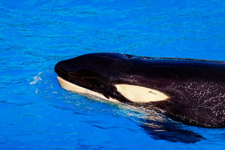 齿鲸加州海洋哺乳动物高清图片