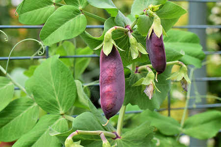 不见面率在花园的灌木上种紫梨生长叶子配种绿色晴天糖荚食物树叶蔬菜植物背景