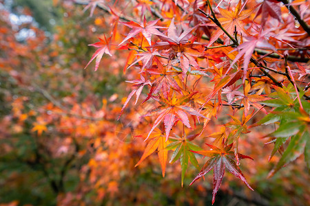没有叶子的树蓝色的日本人高清图片
