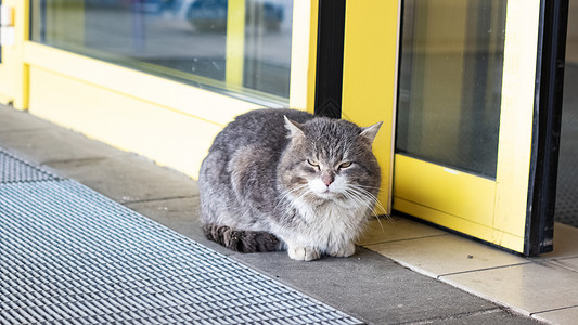 吃就购灰色流浪猫就躺在商店门口人行道猫科动物生存饥饿街道虎斑流浪宠物荒野寂寞背景