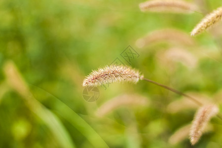 栀子花开海报长满蓬松草的草地 夏季春季自然景观 明信片横幅或海报的绿色风景背景树叶微距季节耳朵美丽花园植物绿色植物宏观阳光背景