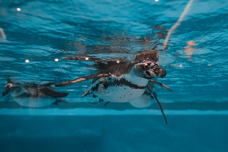企鹅游泳企鹅在水下潜水水族馆皇帝气泡生活蓝色野生动物飞溅动物荒野翅膀背景