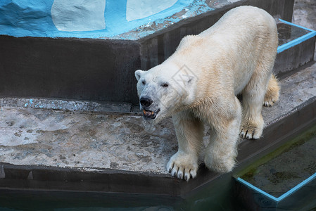 动物园中的北极熊哺乳动物毛皮幼兽动物爪子捕食者猎人岩石野生动物白熊生物高清图片素材