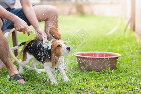 马夫可爱的小小狗在洗澡淋浴小狗宠物犬类乐趣白色孩子猎犬狗狗背景