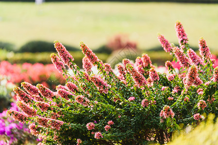九重葛花花园白色风格植物群紫红色装饰热带植物粉色叶子背景图片