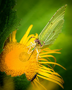 从黄色花朵中收集花蜜的美丽的蝴蝶翅膀高清图片素材