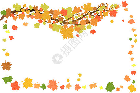枫叶加拿大季节性框架设计与橙色枫叶隔离在白色背景设计图片