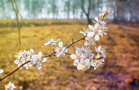 一枝白花开花蓝色的高清图片