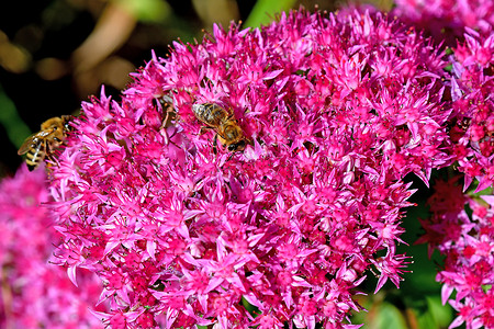 收集花粉景天属植物动物群高清图片